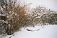 birnbaum-winter